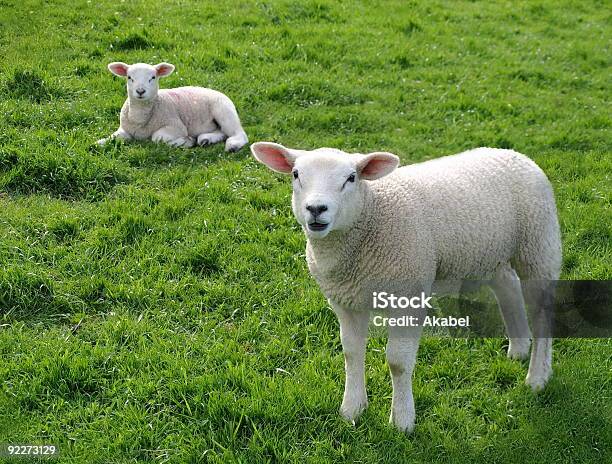 Photo libre de droit de Lambs banque d'images et plus d'images libres de droit de Mignon - Mignon, Affectueux, Agneau - Animal