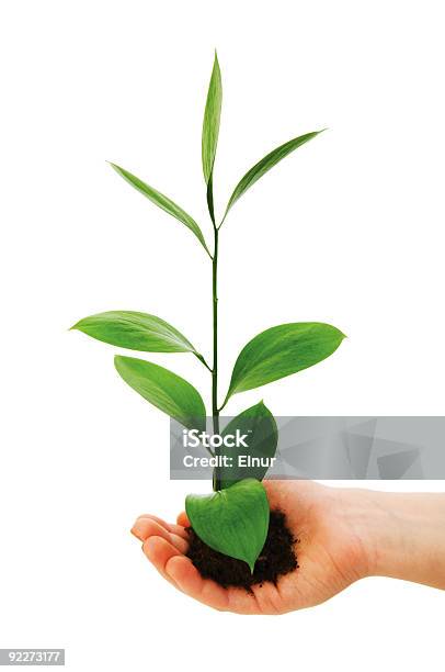 Green Setzling In Der Hand Isoliert Auf Weiss Stockfoto und mehr Bilder von Abschirmen - Abschirmen, Blatt - Pflanzenbestandteile, Einen Baum umarmen
