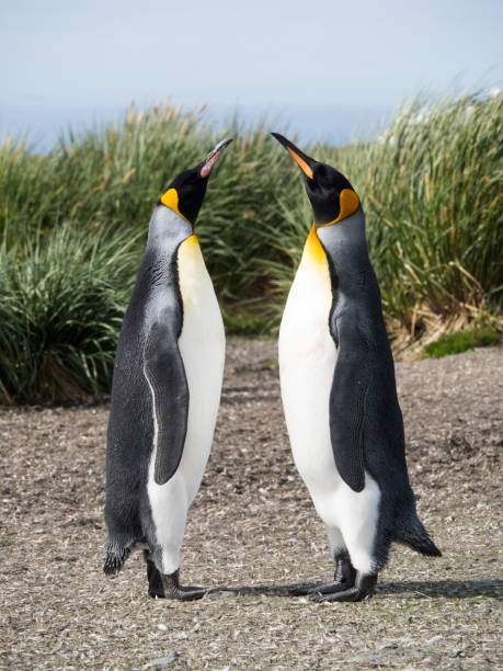 istock Pair of King Penguins Facing Each Other 922731894