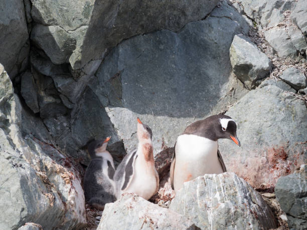 istock Adult Gentoo Penguin with Two Chicks 922732196