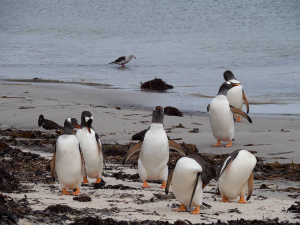 istock Group of Gentoo Penguins on the Beach 922732342