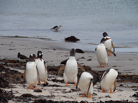 A group of gentoo penguins standing on the beach. Some are preening. Others are standing and facing the camera.