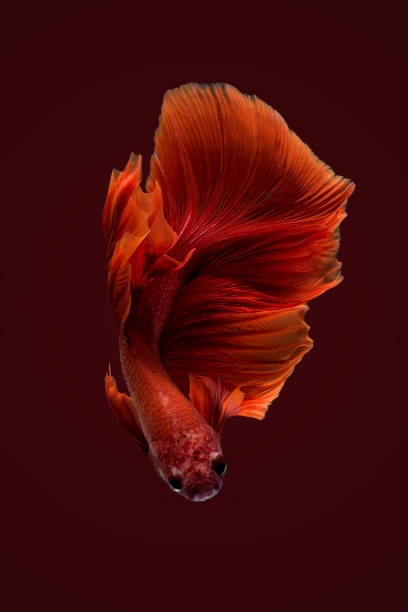 Close up art movement of Betta fish,Siamese fighting fish