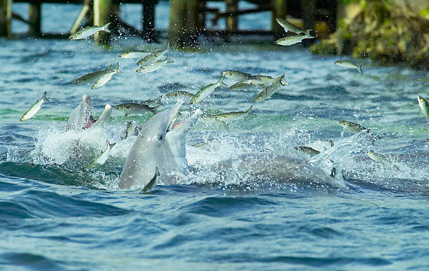 wild golfinhos alimentação - dolphin porpoise mammal sea imagens e fotografias de stock