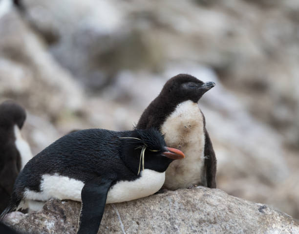 istock Rockhopper Penguin Parent and Chick 922733760