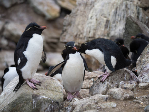 istock A Rockhopper Penguin Grooming Another Penguin 922733774