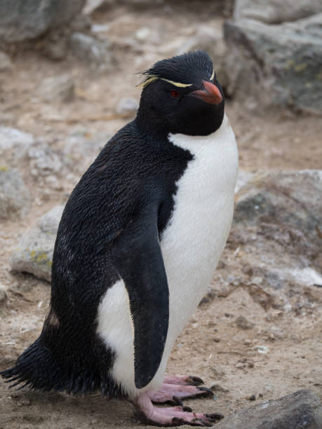 istock Rockhopper Penguin Photographed from Above 922735004