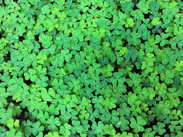 fondo de trébol de 4 hojas - 4leaf fotografías e imágenes de stock