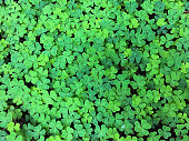 4 leaf clover background