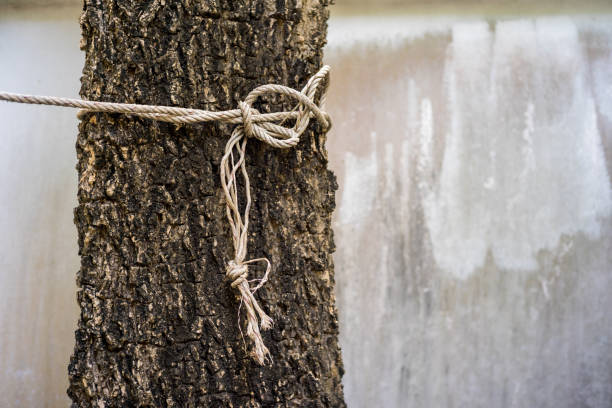 Brown Rope tied around a tree, stock photo