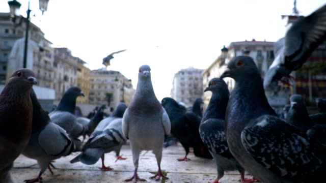 Flock of pigeons
