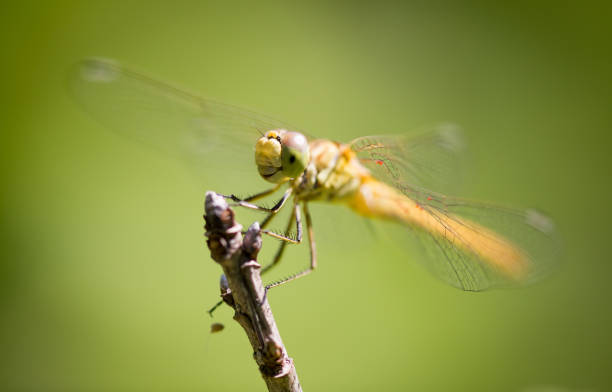 istock Dragonfly on a branch in the open air 922738898