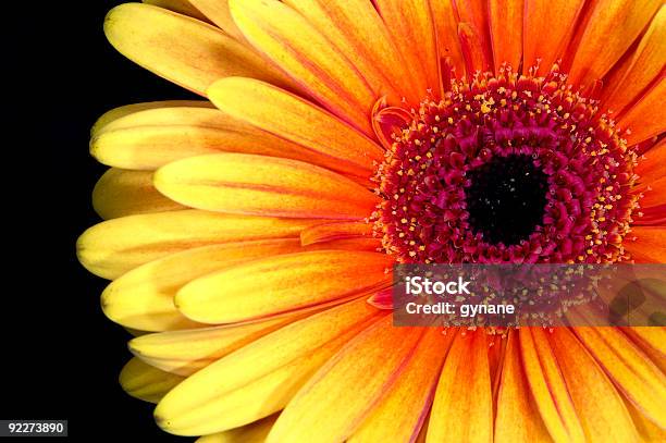 Closeup De Flor Gerbera Cabeça - Fotografias de stock e mais imagens de Amarelo - Amarelo, Beleza, Beleza natural
