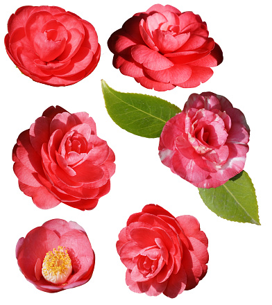 Isolate on a white background of flowers lush pink Camellia.