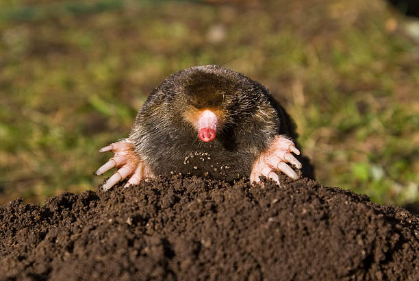 Mole on molehill in lawn stock photo