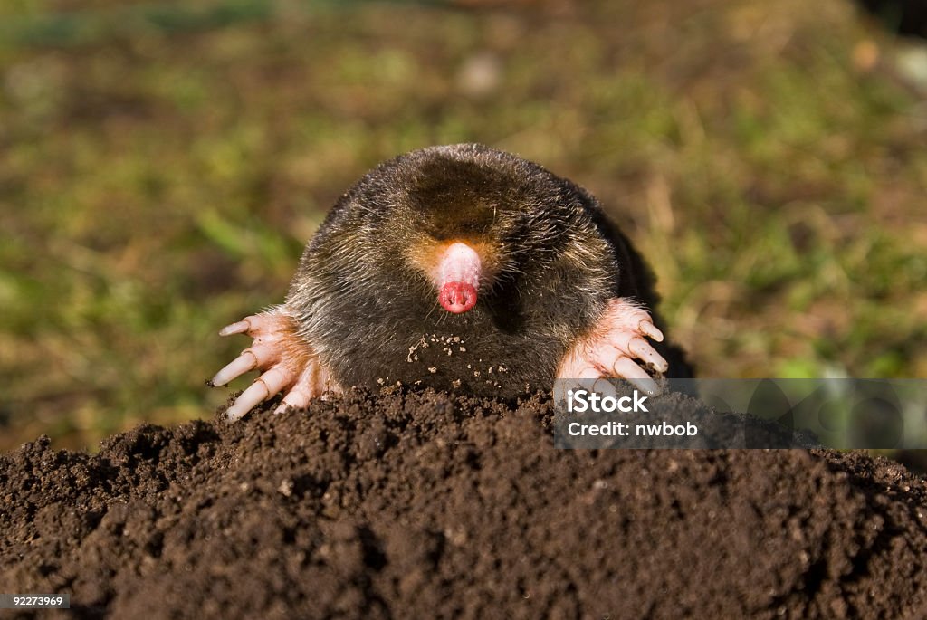 Pieprzyk na molehill w Trawnik - Zbiór zdjęć royalty-free (Kret)