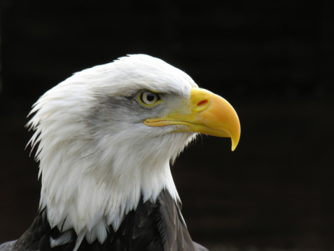 Soon Eagle Stock Photo - Download Image Now - Aggression, Allegory  Painting, Animal - iStock