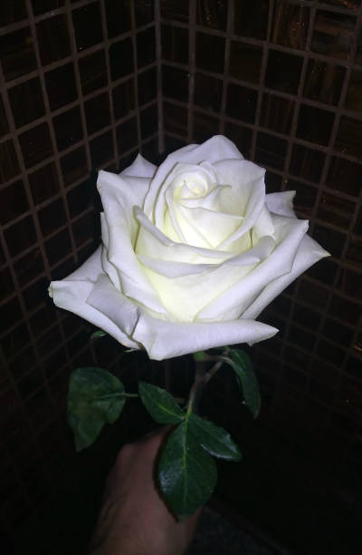 Rose White Flower Rose White Flower on a dark background basement rose escort stock pictures, royalty-free photos & images