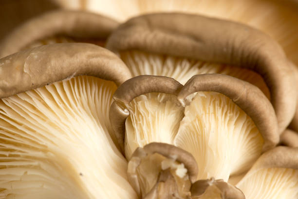 istock Fresh oyster mushrooms in nature 922741464