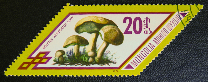 MOSCOW, RUSSIA - JANUARY 7, 2017: A stamp printed in Mongolia shows Boletus variegatus sow mushrooms, series, circa 1978