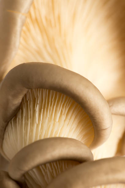 istock Fresh oyster mushrooms in nature 922741494
