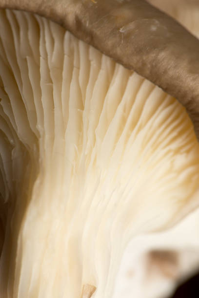 istock Fresh oyster mushrooms in nature 922741722