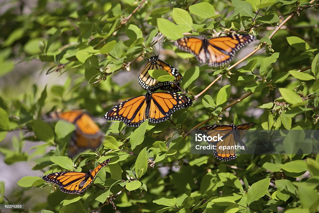 Monarca insectos - Royalty-free Borboleta-monarca Foto de stock