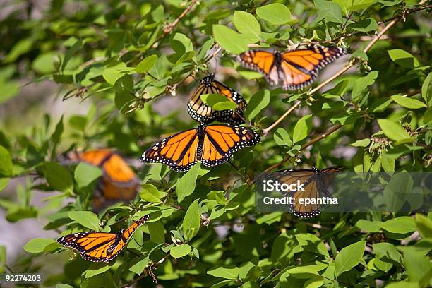 Monarca Insectos - Fotografias de stock e mais imagens de Borboleta-monarca - Borboleta-monarca, Migração de animais, Molho - Arranjo