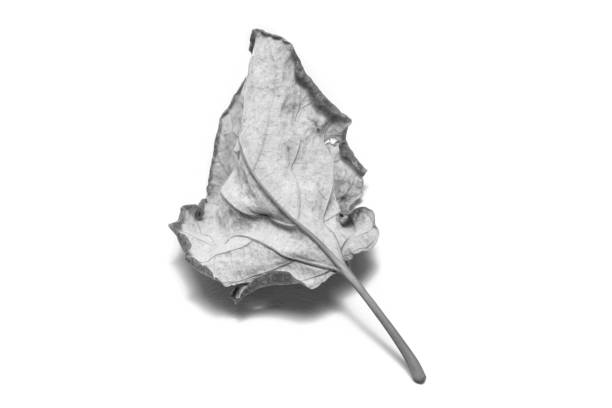 istock Black and White picture Dried  leaf on white background. The leaf tree on white background. 922742572