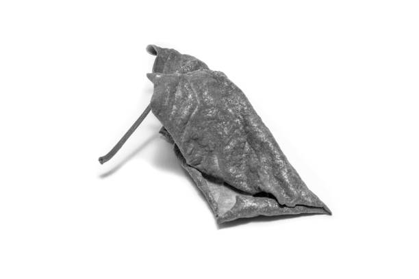 istock Black and White picture Dried  leaf on white background. The leaf tree on white background. 922742584
