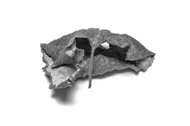 istock Black and White picture Dried  leaf on white background. The leaf tree on white background. 922742600