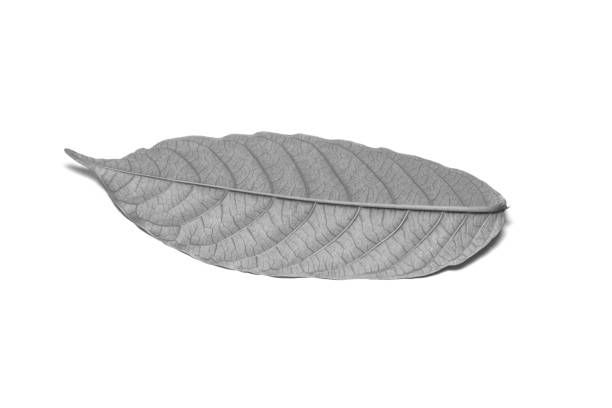 Black and White picture Dried  leaf on white background. The leaf tree on white background.