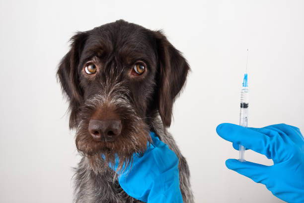istock hands of vet with syringe for injection for dog 922742936
