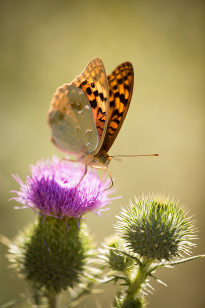 istock Beautiful butterfly in the wild on a plant 922743346
