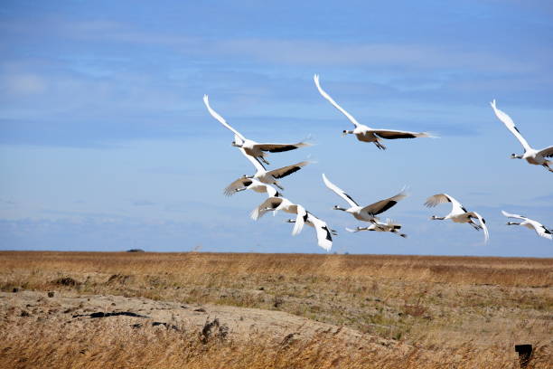 istock Flying Red-crowned Crane in Zhalong nature reserve 922743438
