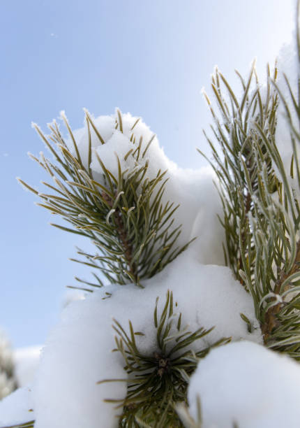 istock Snow on the Christmas tree in winter 922744040