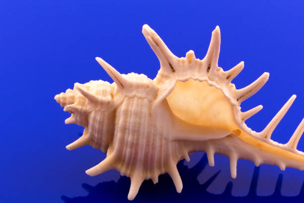 istock Sea shell of sea snail isolated on blue background, reflection. 922744118