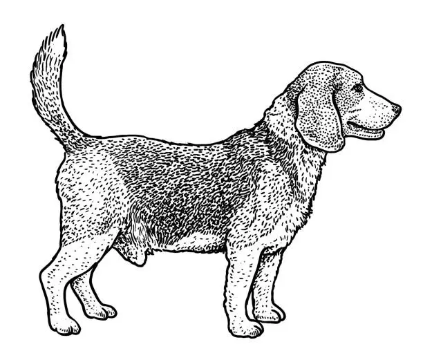 Vector illustration of Beagle illustration, drawing, engraving, ink, line art, vector