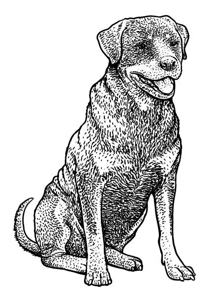 Vector illustration of Rottweiler illustration, drawing, engraving, ink, line art, vector