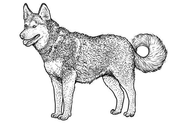 Vector illustration of Siberian husky illustration, drawing, engraving, ink, line art, vector