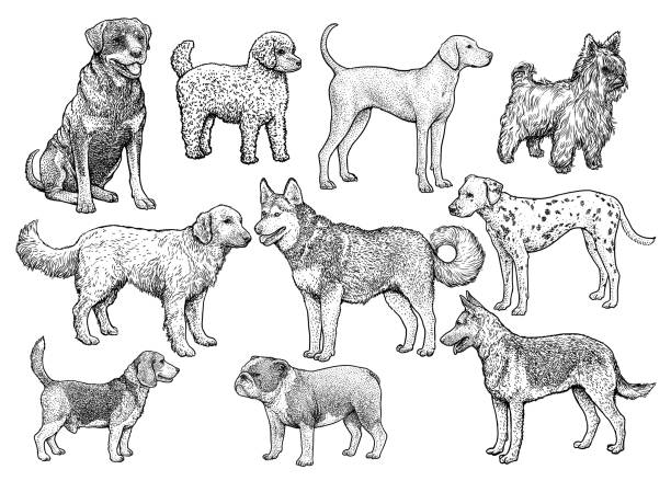 ilustraciones, imágenes clip art, dibujos animados e iconos de stock de ilustración de la colección de perro, dibujo, grabado, tinta, arte lineal, vectores - beagle dog purebred dog pets