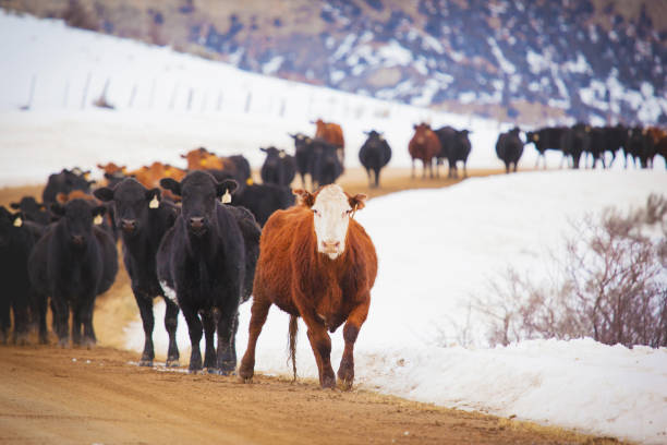 Red Angus, Black Angus and Longhorn Beef Cattle bulls cows and calves in western Colorado high altitude livestock herds in the Rocky Mountains on the Grand Mesa during calving season in grass and alfalfa pastures  (photos professionally retouched - Lightroom / Photoshop - original size 5616 x 3744 canon 5D MKII Full Frame)