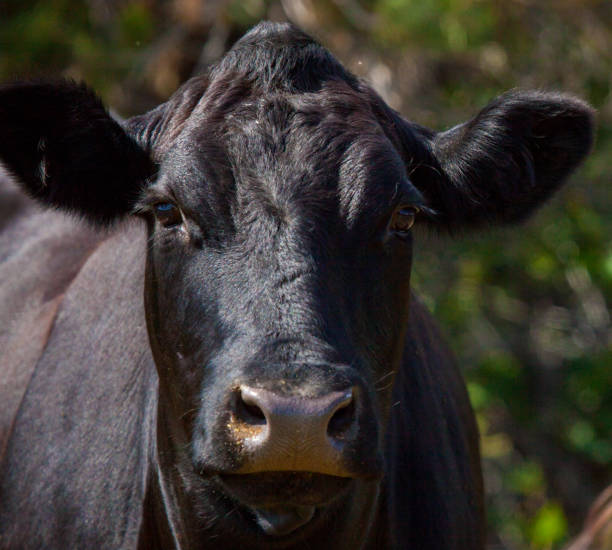 istock Beef Cattle - Western Colorado Livestock 922747058