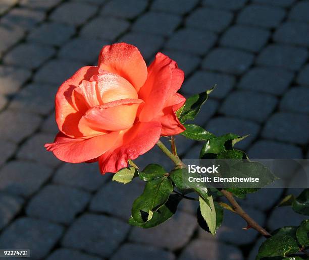 Salmon Rose On Dark Background Stock Photo - Download Image Now - Backgrounds, Close To, Close-up