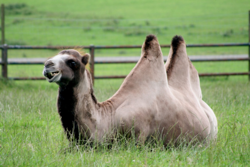 Two bactrian camels in the zoo