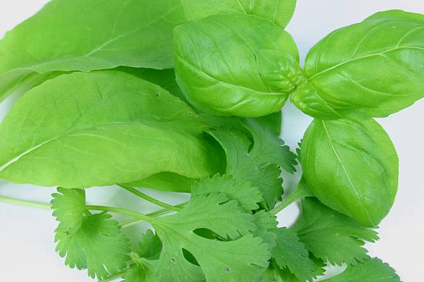 Fresh Herbs Closeup