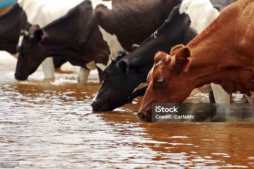 Kühe Trinken - Lizenzfrei Im Freien Stock-Foto