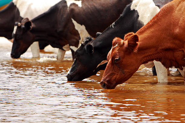 소 술마시기 - ayrshire cattle 뉴스 사진 이미지