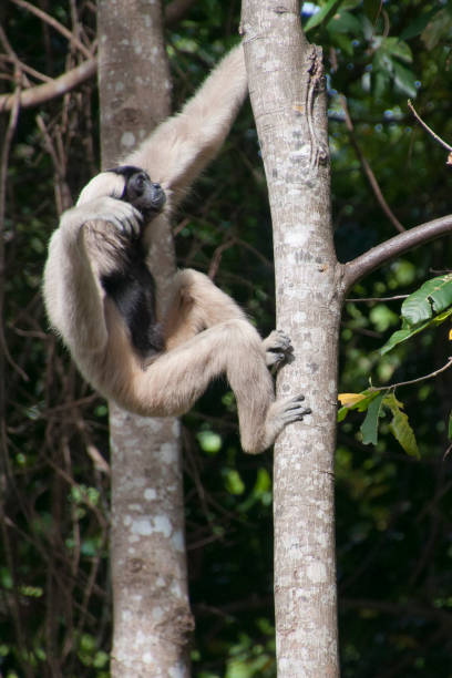 istock Female pileated gibbon climbing a tree in forest 922748120