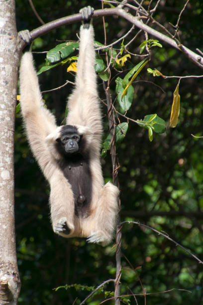 istock female pileated gibbon swinging on a tree branch 922748122